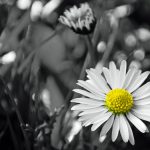 dandelion daisy